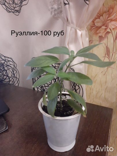 Комнатные растения