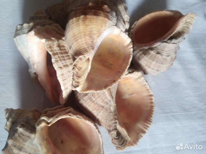 Морские ракушки раковины