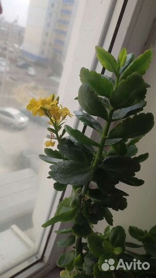 Цветы комнатные