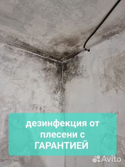 Удаление плесени и грибка / дезинфекция