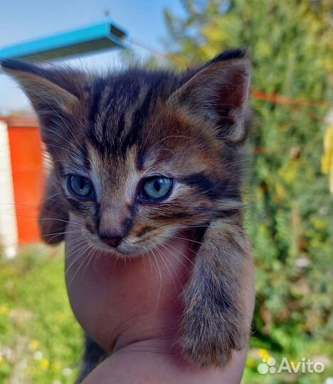 Кошка в дар бесплатно