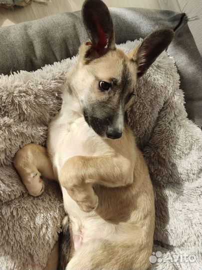 Щенок мальчик собака в добрые руки