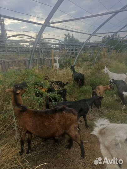 Козы дойные Козлята