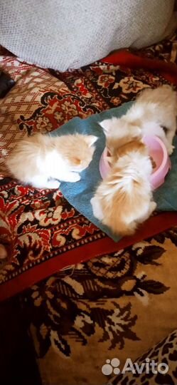 Курильский бобтейл