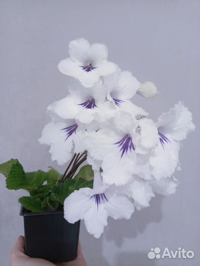 Стрептокарпусы