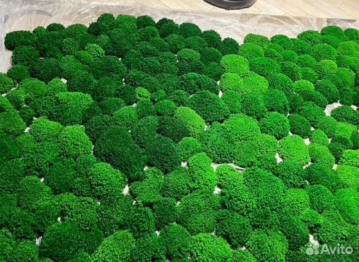 Стабилизированный мох премиум moss