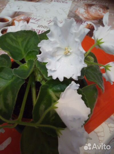 Листики с корешками