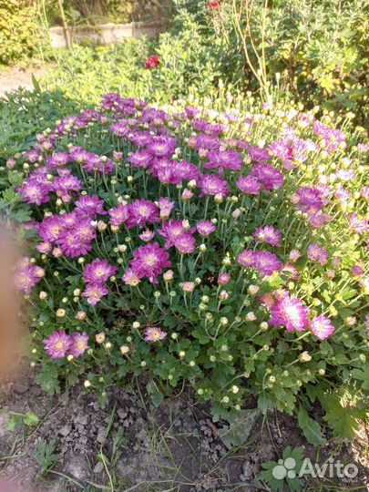 Хризантема мультифлора