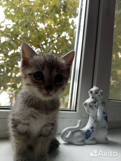 Котенок в добрые руки бесплатно