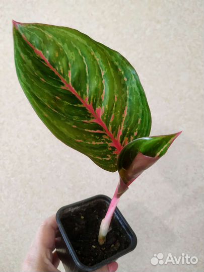 Аглаонема, Диффенбахия