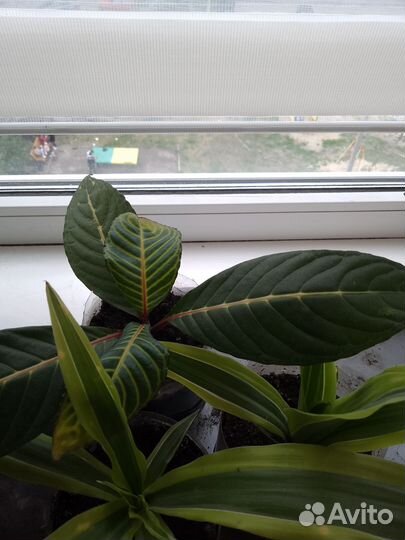 Домашние цветы