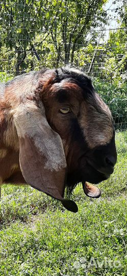 Англо-нубийский покрытие