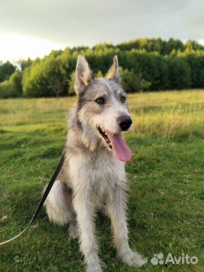 Добрая собака