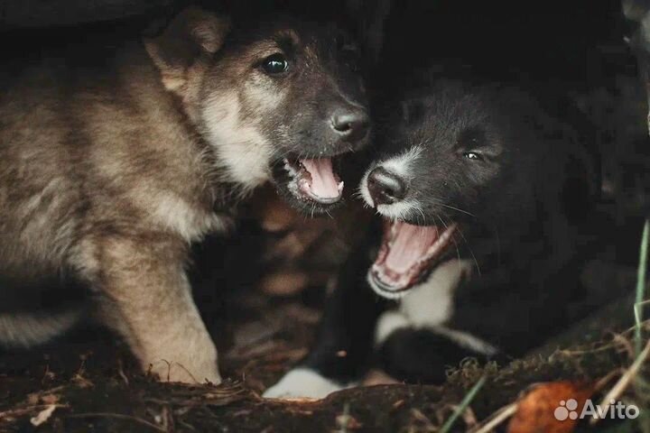 Собака в добрые руки щенок