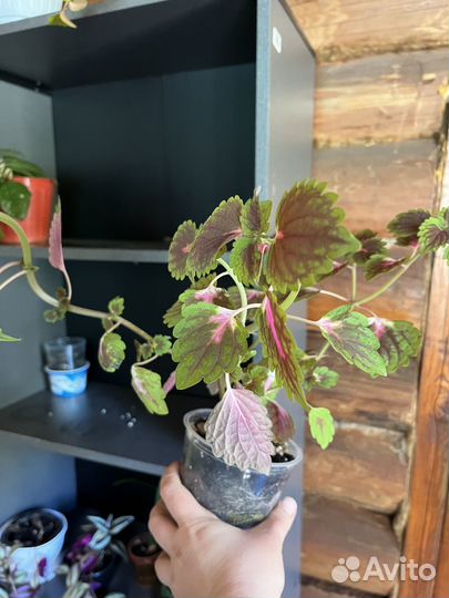 Домашние цветы