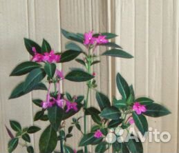 Руэллия ярко розовая