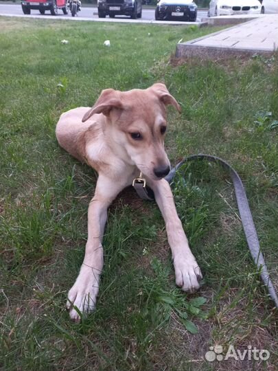 Щенок подросток спасен из отлова, ищет дом