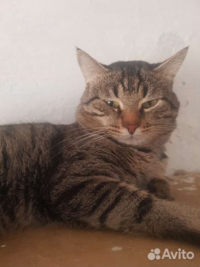 Прекрасный котик в поисках дома