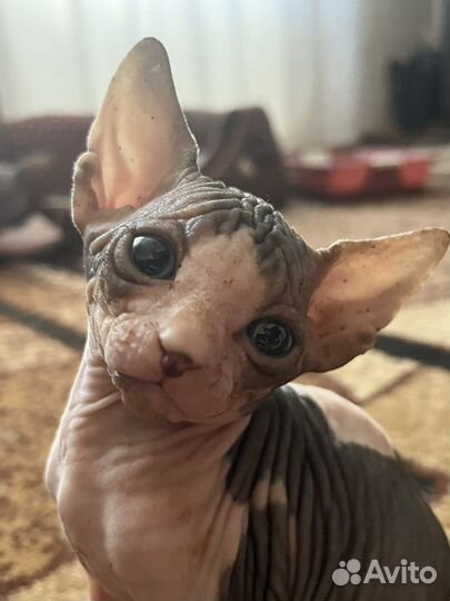 Канадский сфинкс котята