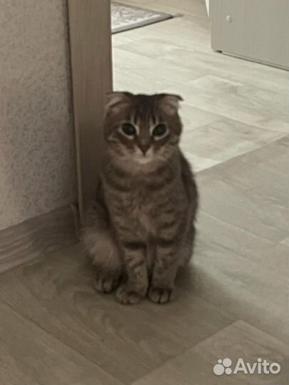 Отдается кошечка,британка вислоухая.Отдается