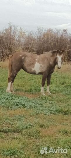Продажа обмен кобыла