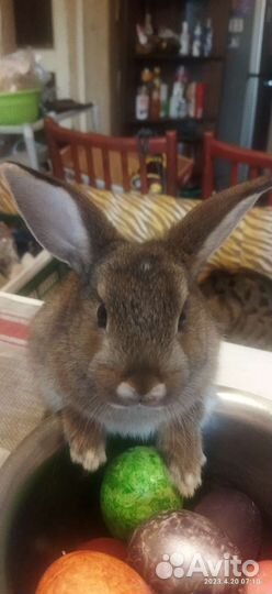 Декоративные кролики