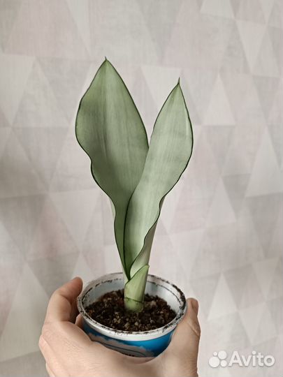 Сансивьерии сортовые