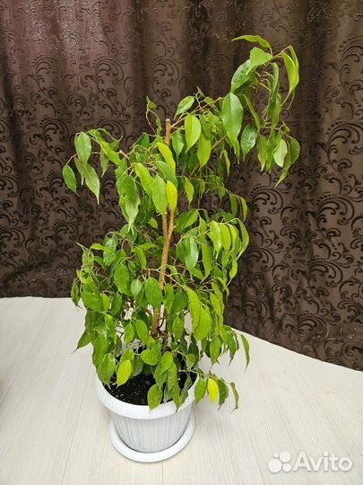 Фикус бенджамина Экзотика