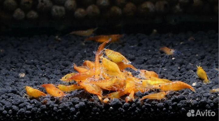 Севилья псевдоскат, пигмеи, креветки, растения