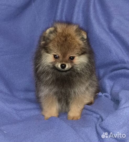 Щенки Шпица