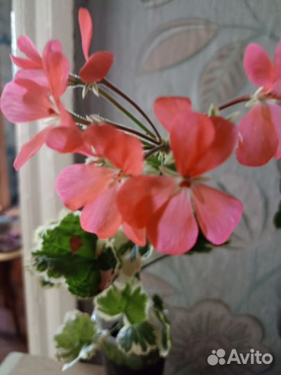 Пеларгония герань