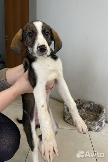 Девочка с розовым носом