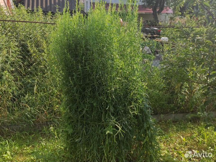 Эстрагон, зелень