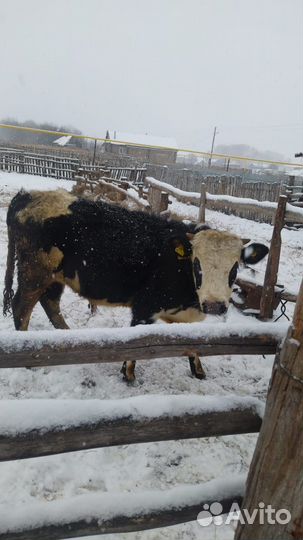 Бычки и быки