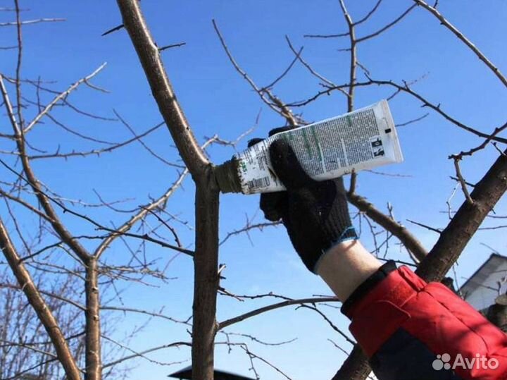 Обрезка деревьев, кронирование, ландшафтный дизайн