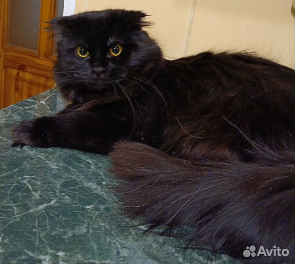 Вязка скотиш хайленд фолд