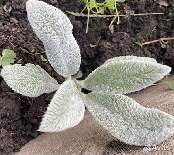 Почвопокровные растения