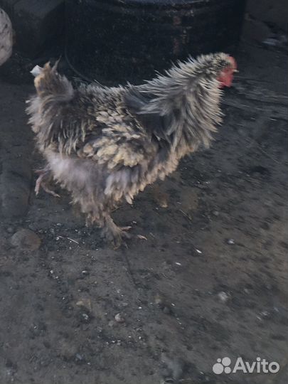 Курчавые куры