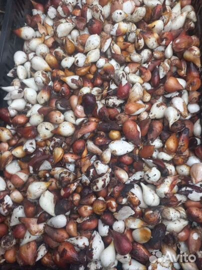 Луковицы тюльпанов