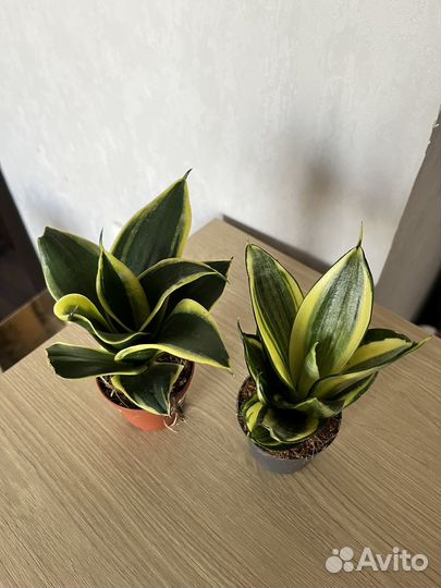 Сансевиерия голден ханни, жаде пагода