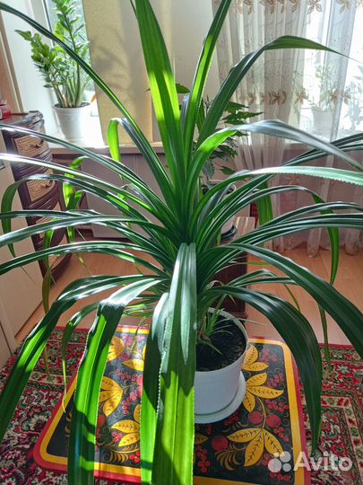 Панданус цветок в дом, офис