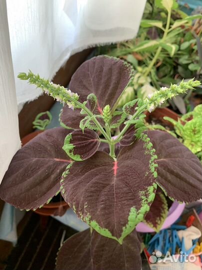 Колеус без горшка