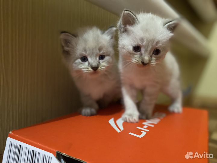 Котята в добрые руки