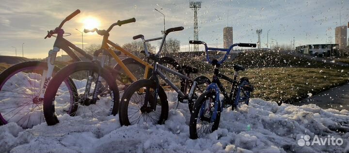 Dartmoor Cody custom