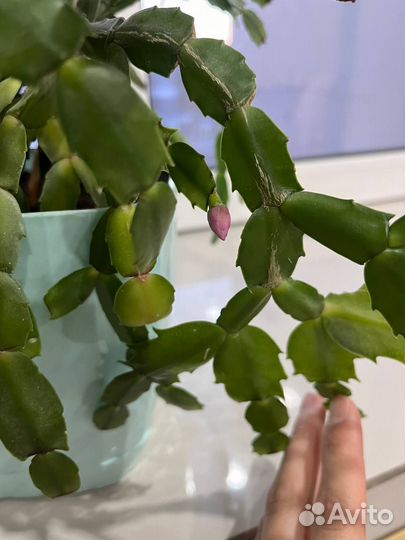 Цветок декабрист