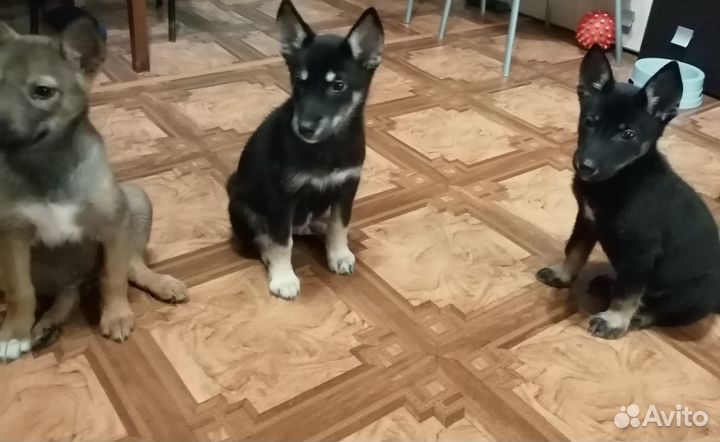 Щенки бесплатно