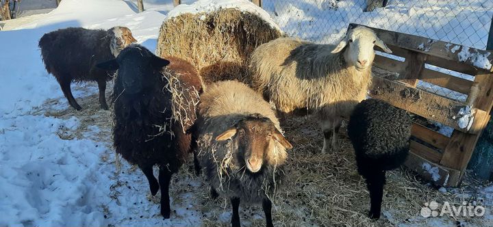 Навоз козий и бараний