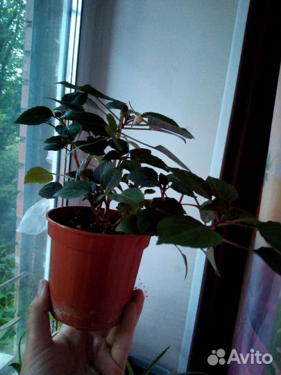 Комнатные цветы