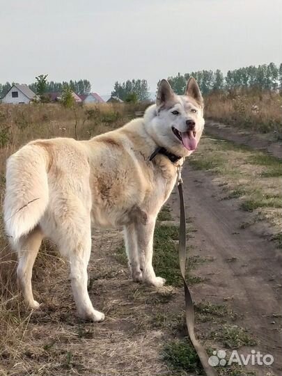 Сибирский Хаски в хорошую семью