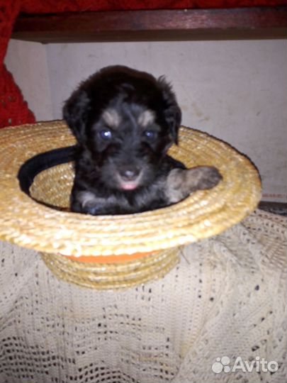 Милые щенки